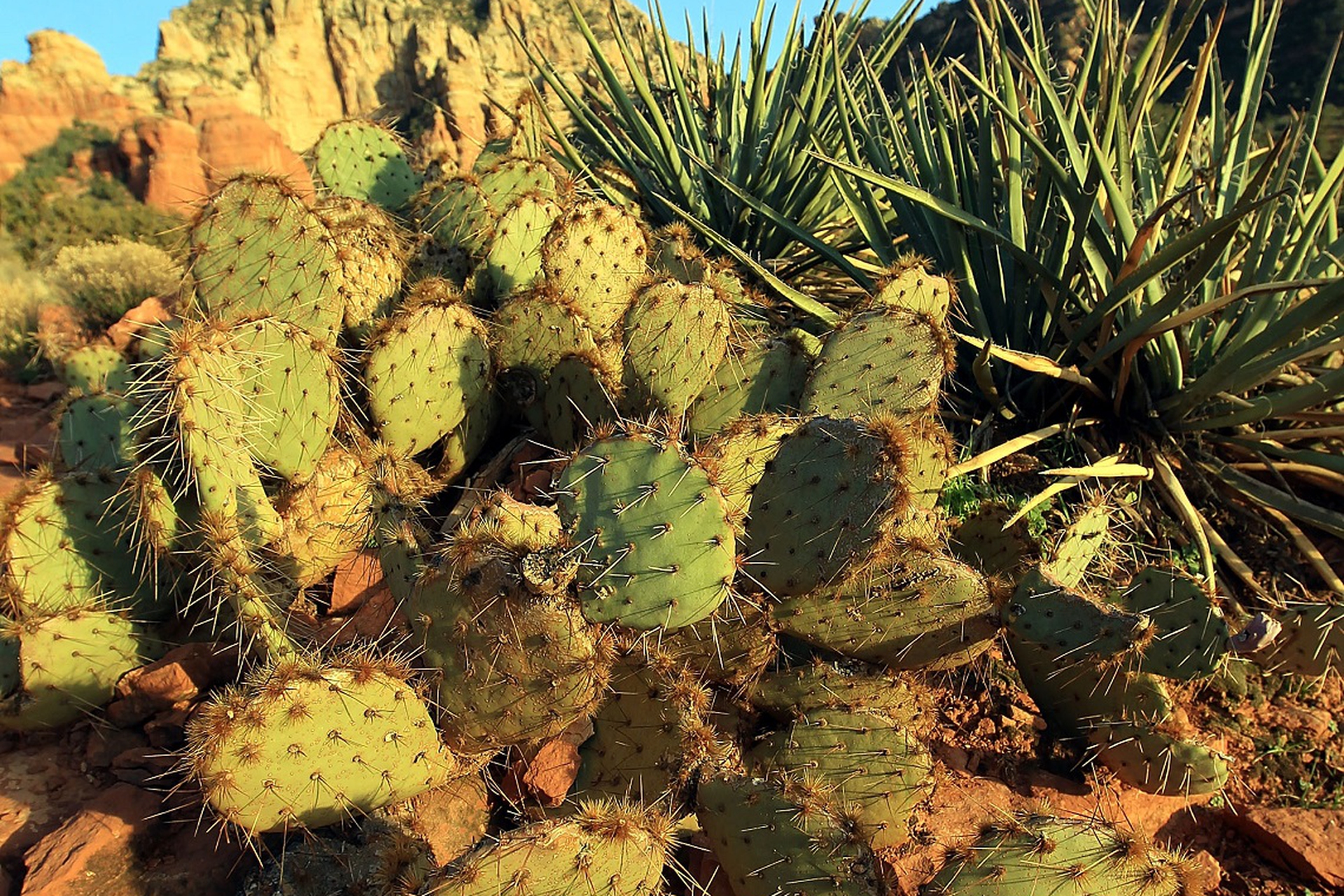 Cacti are more endangered than pandas. 1 species out of 3 is threatened