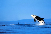 California bans killer whale shows and breeding