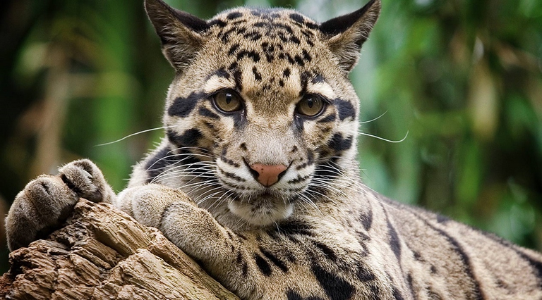 Leopardo nebuloso