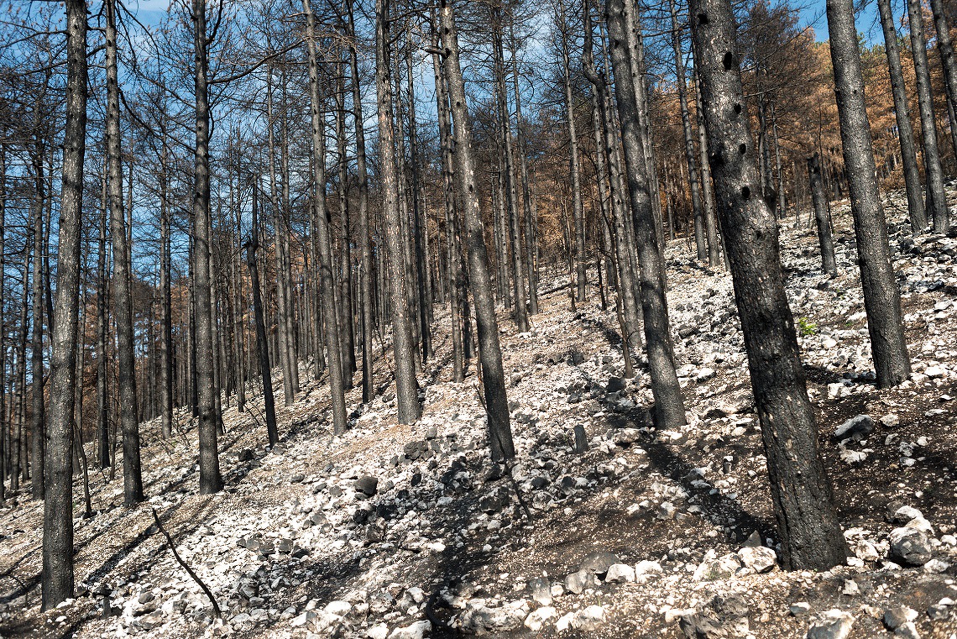 Pineta dopo le fiamme