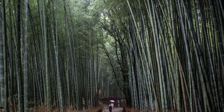 Gli imballaggi a base di funghi e di bambù utilizzati da Dell riducono le dimensioni delle scatole e abbattono l'impatto ambientale McGrath/Getty Images