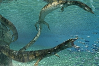 Puglia, eccezionale ritrovamento del fossile di un rettile marino preistorico