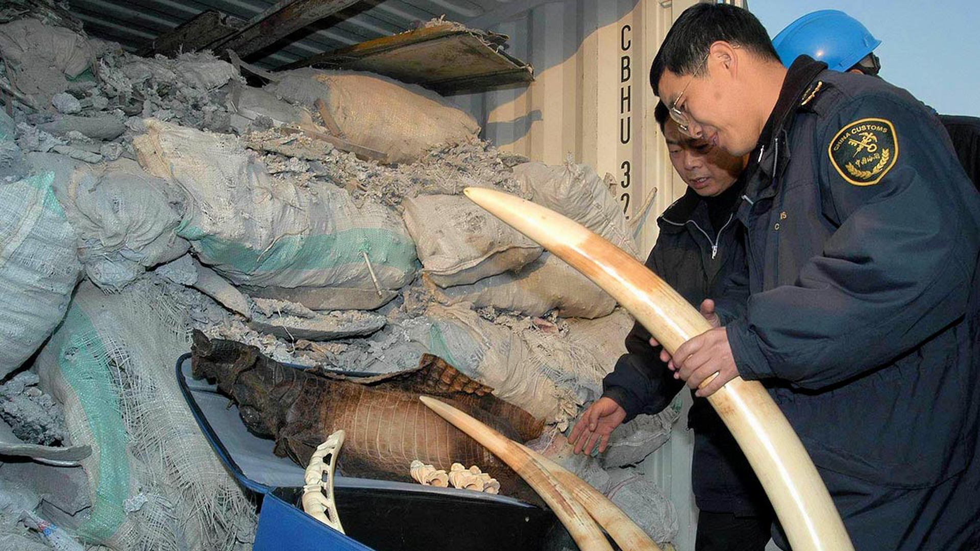 Chinese-Customs-officers-examine-ivory-tusk-and-crocodile-skins-found-in-a-container-containing-imported-aluminum
