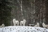 Lupi e cani, i primi incroci in Siberia 23mila anni fa