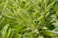 Acqua cotta alla salvia