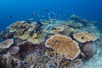 The Great Barrier Reef and Reef 2050: Greenpeace’s 5 NOs