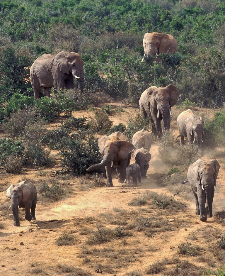 Branco di elefanti di savana
