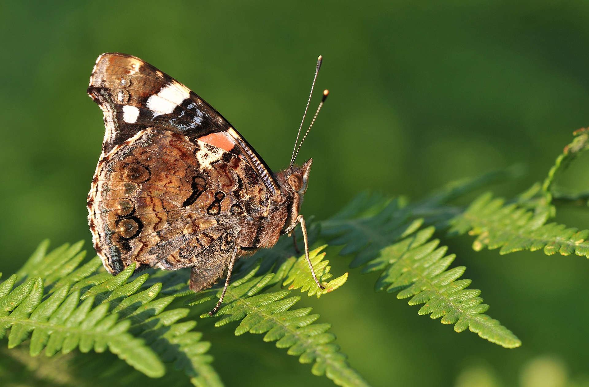 Vanessa atalanta
