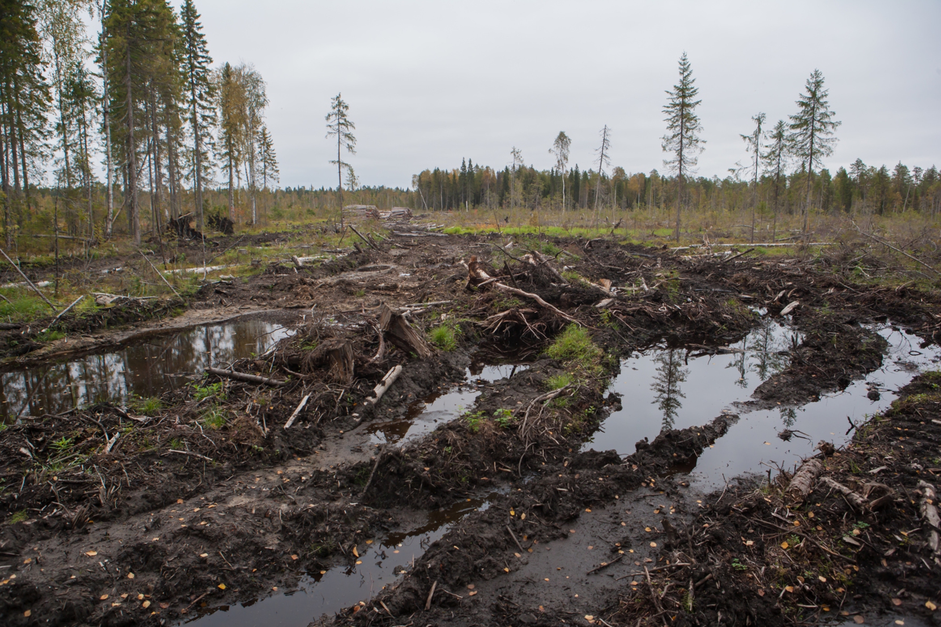 La foresta di Dvinsky minacciata dall'industria del legno