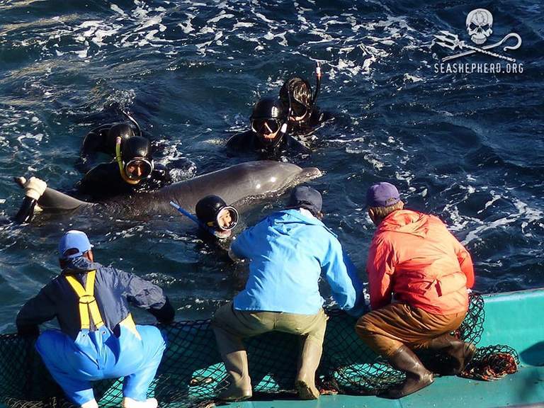 Mattanza di tursiopi a Taiji