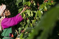 What does “fair trade” mean?