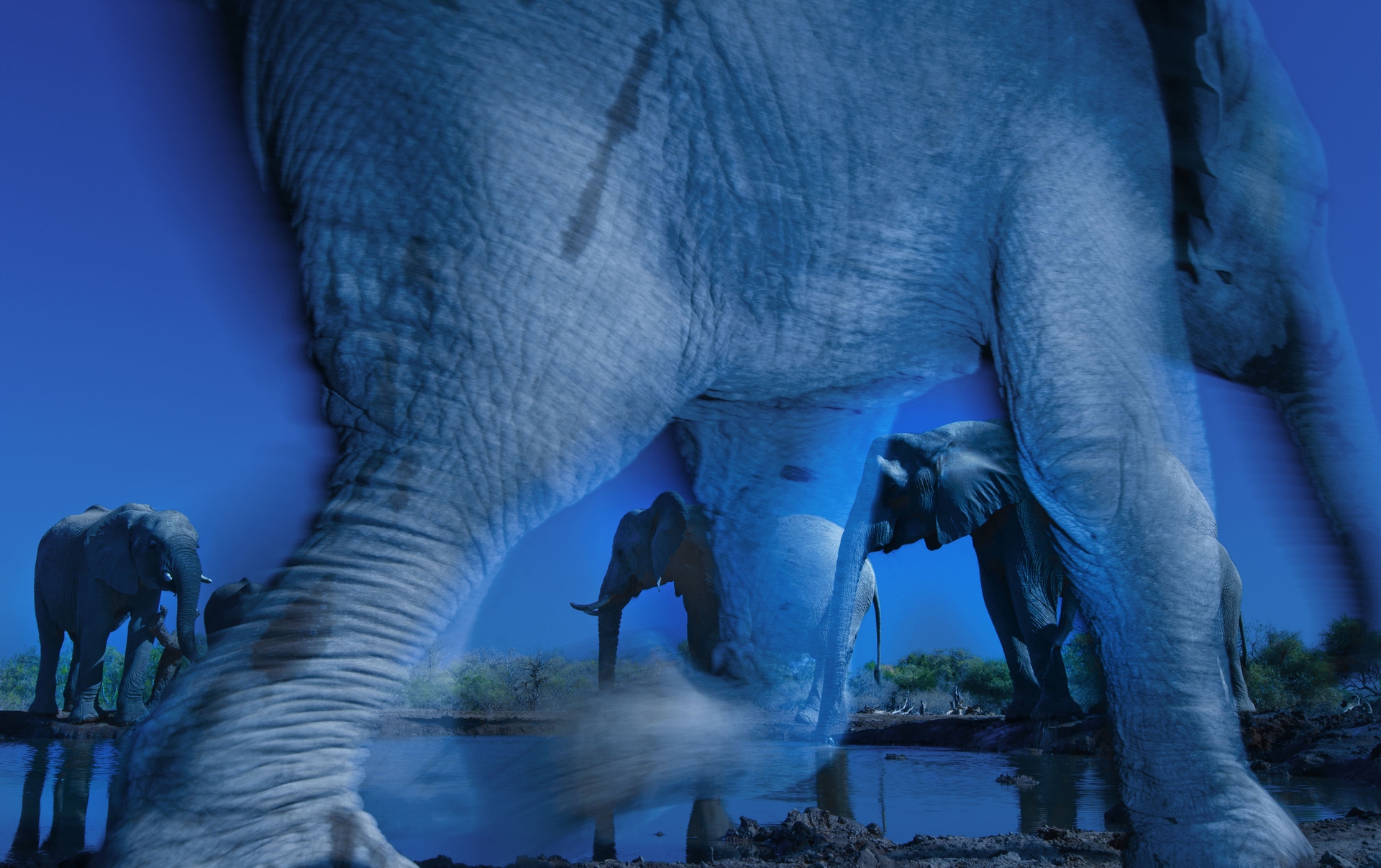 35_Greg du Toit (South Africa)_Essence of elephants