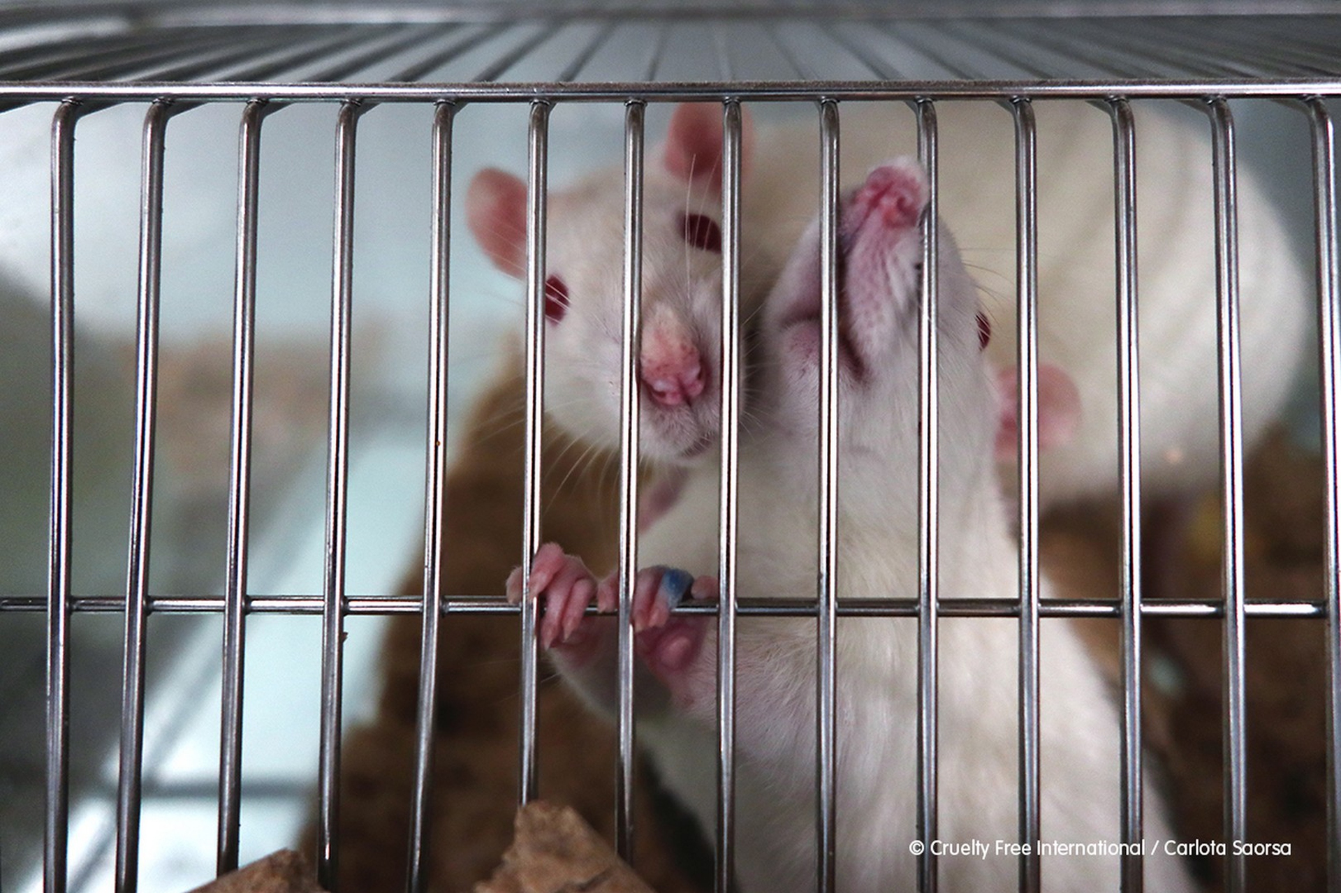 I roditori detenuti nel laboratorio