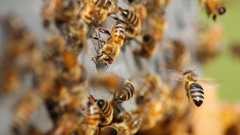 neonicotinoidi, pesticidi, api