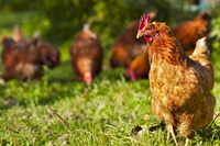 Farmageddon. La campagna per il benessere animale negli allevamenti