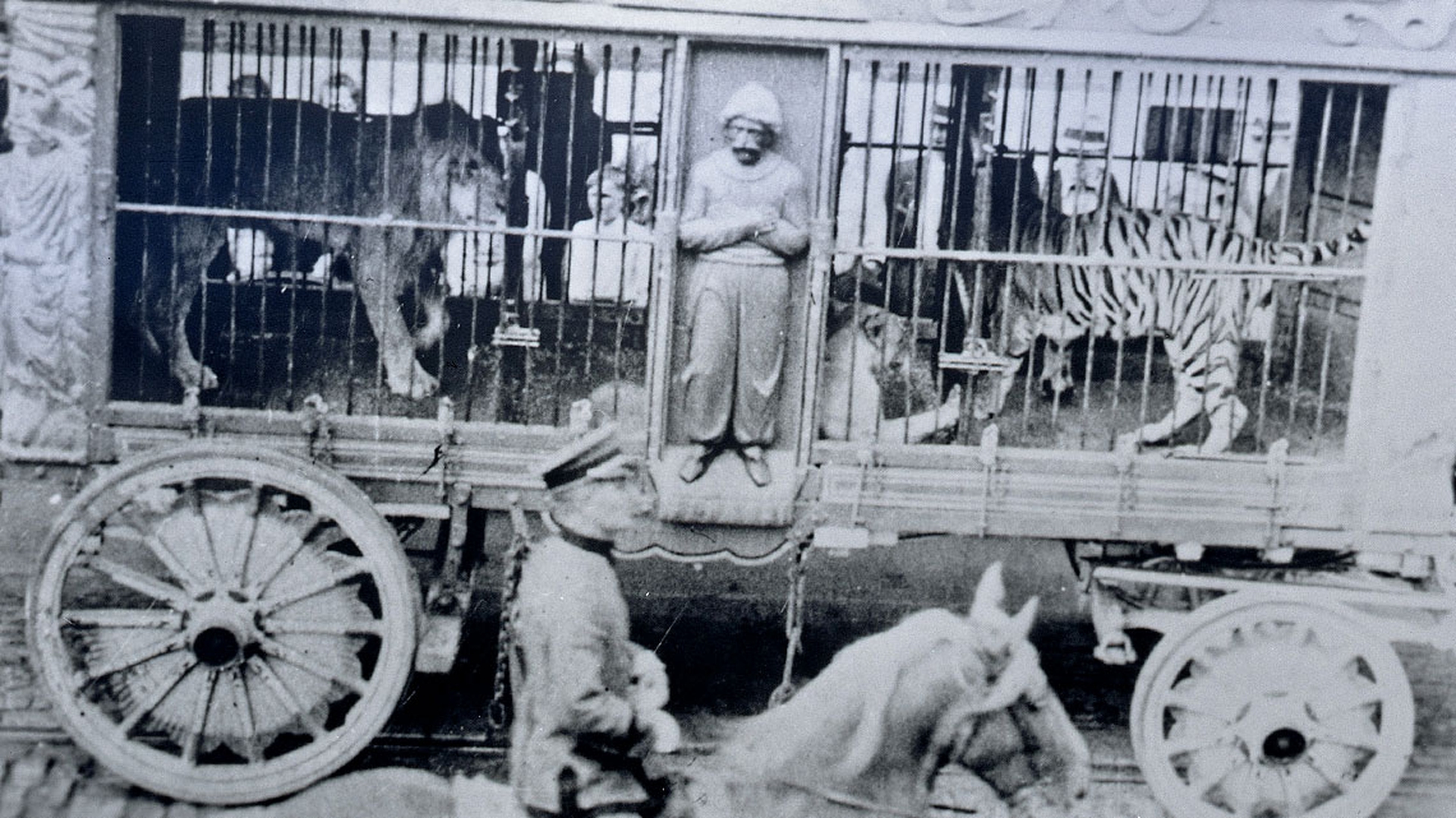 barnum-storica-leoni-tigri
