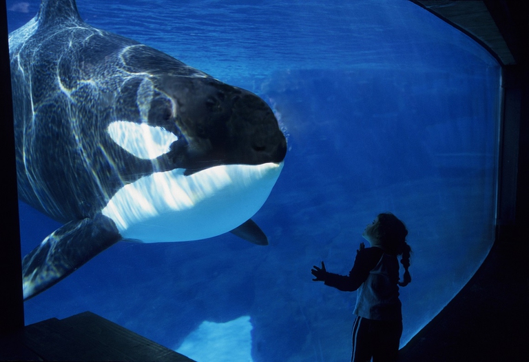 Orca in un acquario