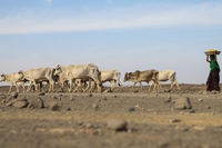 Corno d’Africa, 13 milioni di persone rischiano di soffrire la fame per la siccità