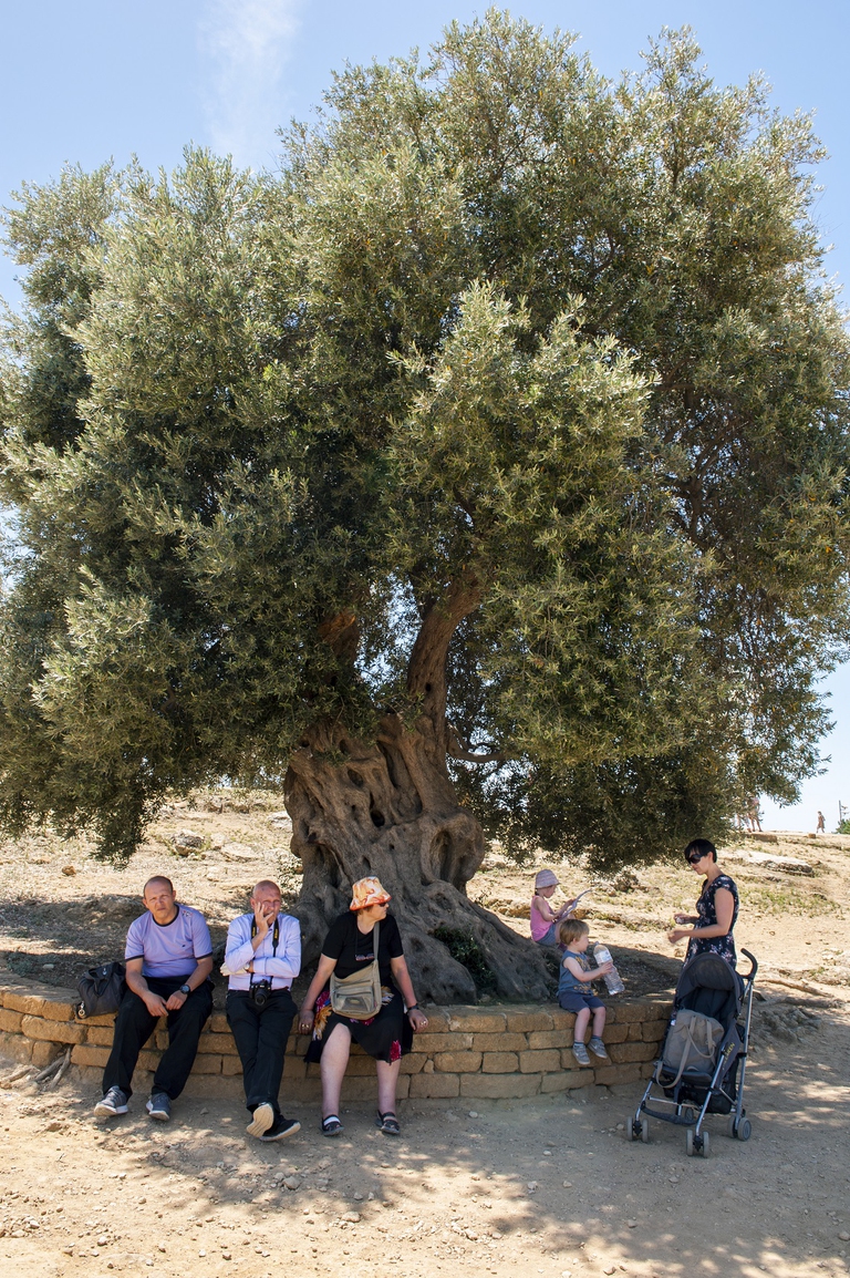 Ulivo monumentale di Agrigento, in Siciclia