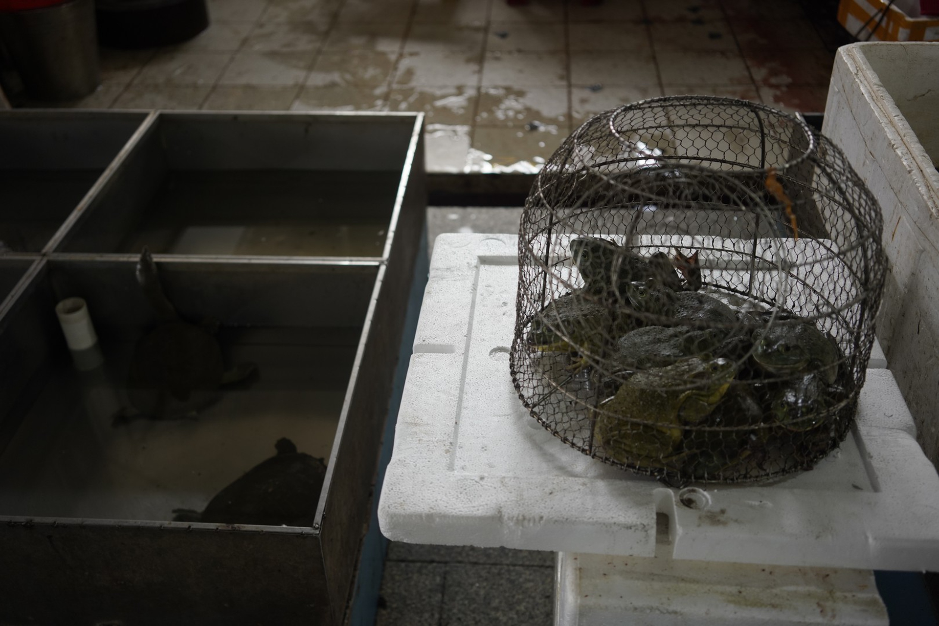 Un’immagine dai wet market in Cina