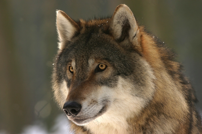 Il lupo per l’Europa potrebbe non essere più una specie protetta