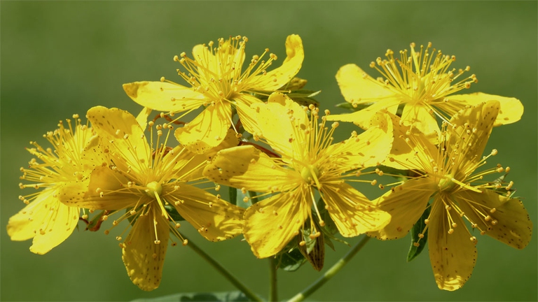 Secondo la medicina spagirica l'iperico ha poteri curativi sul sistema nervoso.