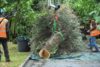 Xylella, abbattuti i primi olivi contaminati nel sud della Francia