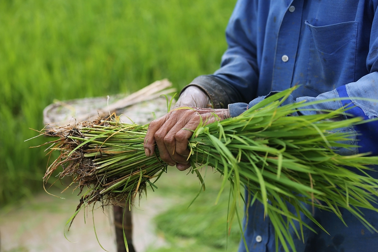 Thai Rice Farmers Receive Boost As Junta Make Payouts A Priority