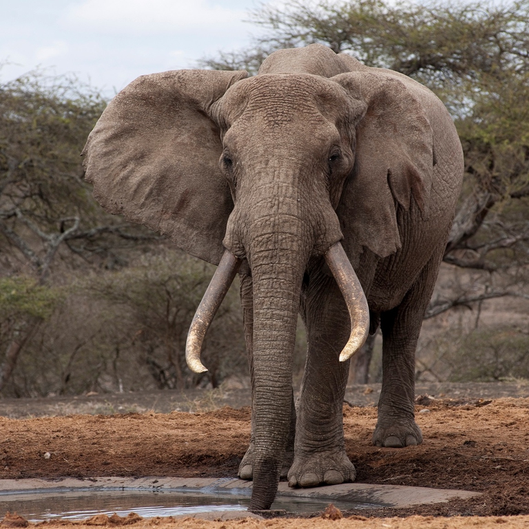 Maschio di elefante africano