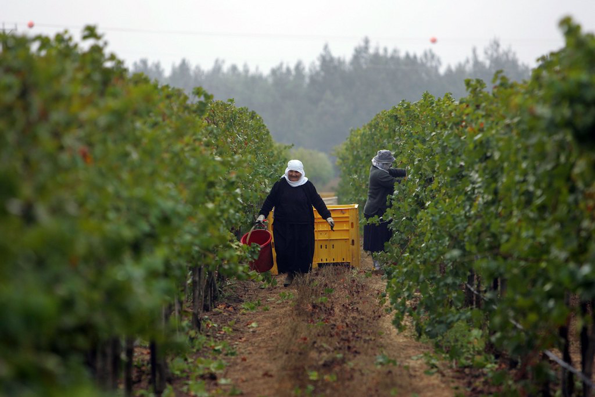 Israeli Druze women farmers