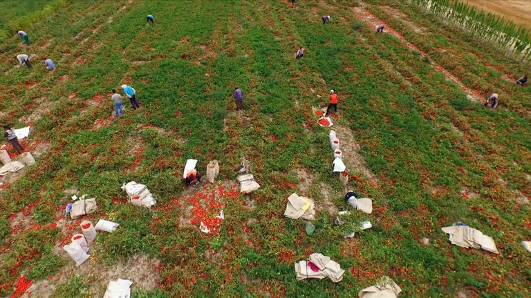 La raccolta manuale dei pomodori in Cina nel documentario L'impero dell'oro rosso 