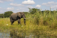 Congo, un ranger è stato ucciso dai bracconieri perché proteggeva gli elefanti