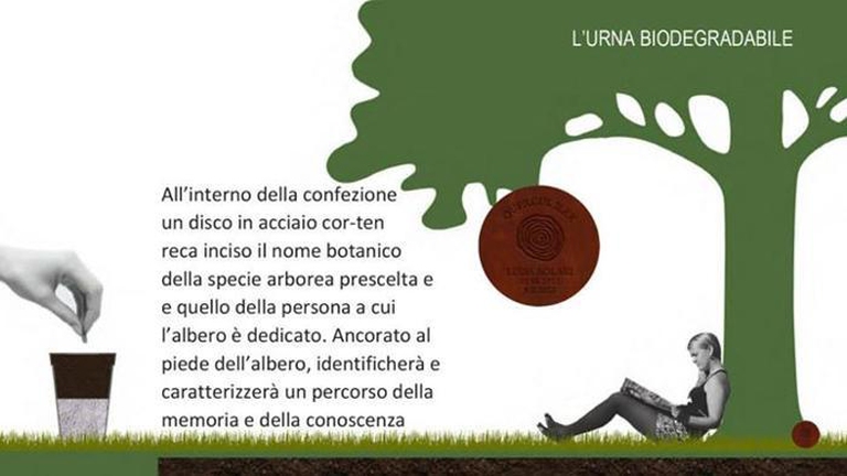 Arborvitae cimitero-paesaggio