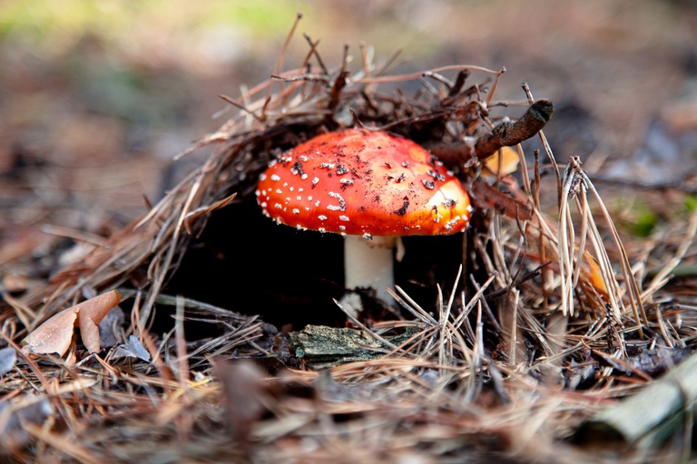 Amanita muscaria che spunta dal sottobosco