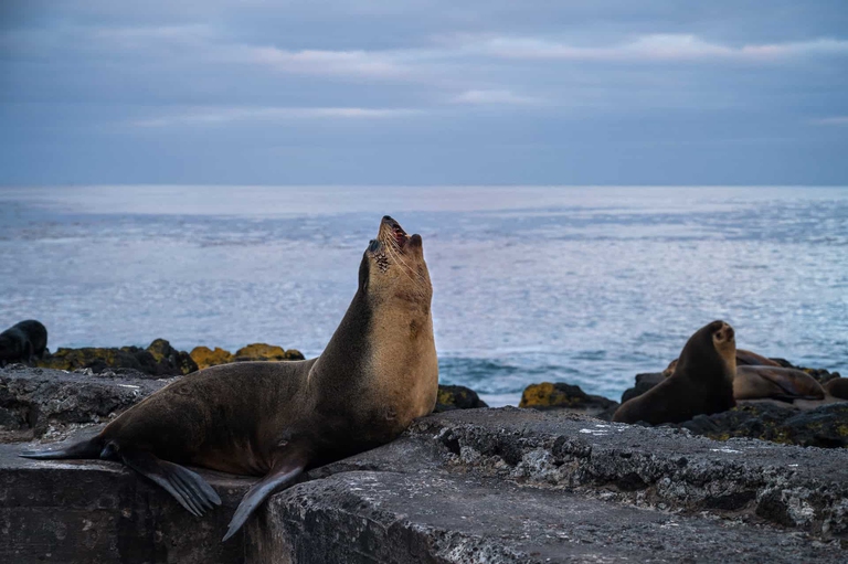 L'isola è utilizzata come luogo di riproduzione da alcune specie animali
