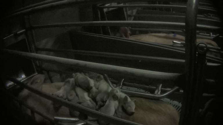 Scrofa in una gabbia contenitiva con i suoi cuccioli