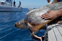 La vita segreta delle tartarughe marine in Italia