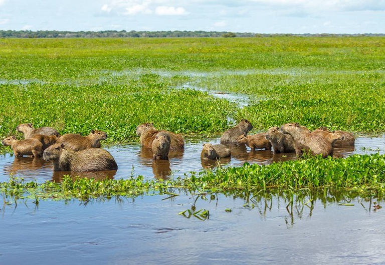 Il capibara, il roditore più grande del mondo - LifeGate