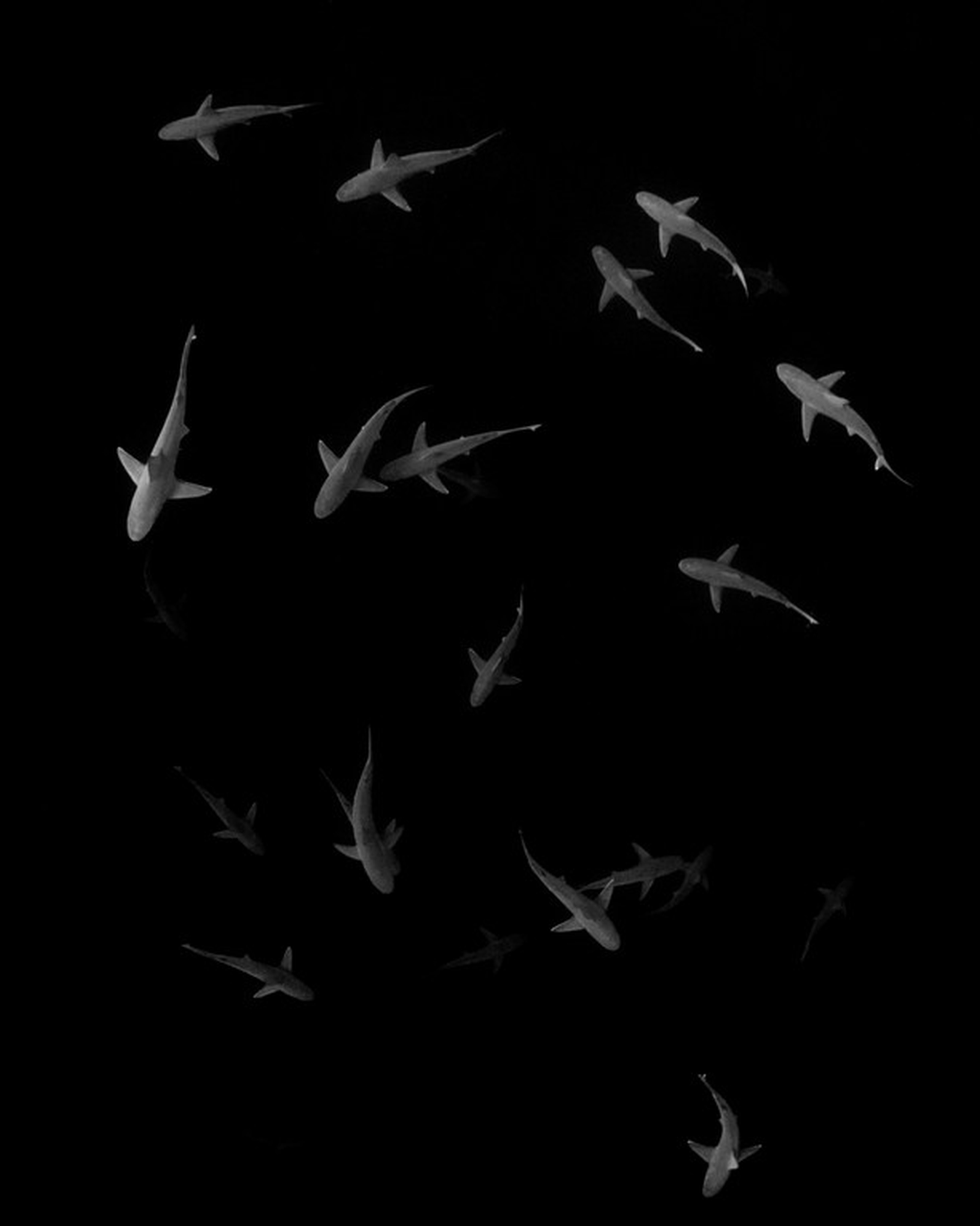 The winning photos of the Underwater Photographer of the Year 2018