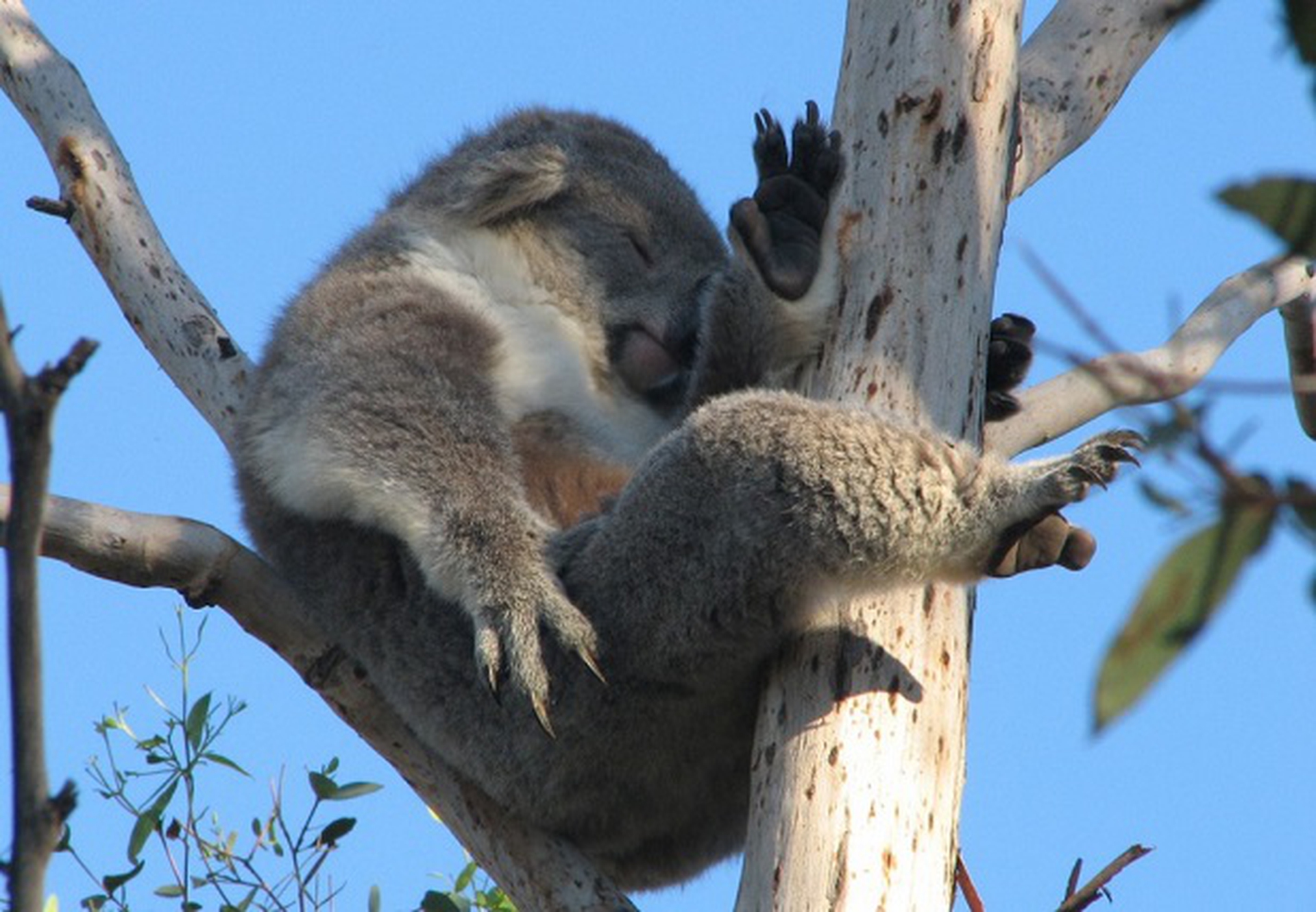 Koala che dorme