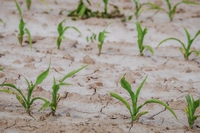 Siccità in Italia: manca l’acqua, possibili razionamenti mentre i raccolti sono a rischio