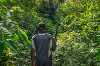 Stop alle esportazioni di legname. Così il Congo prova a salvare la sua foresta