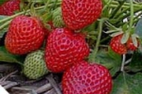 Il tempo delle… fragole