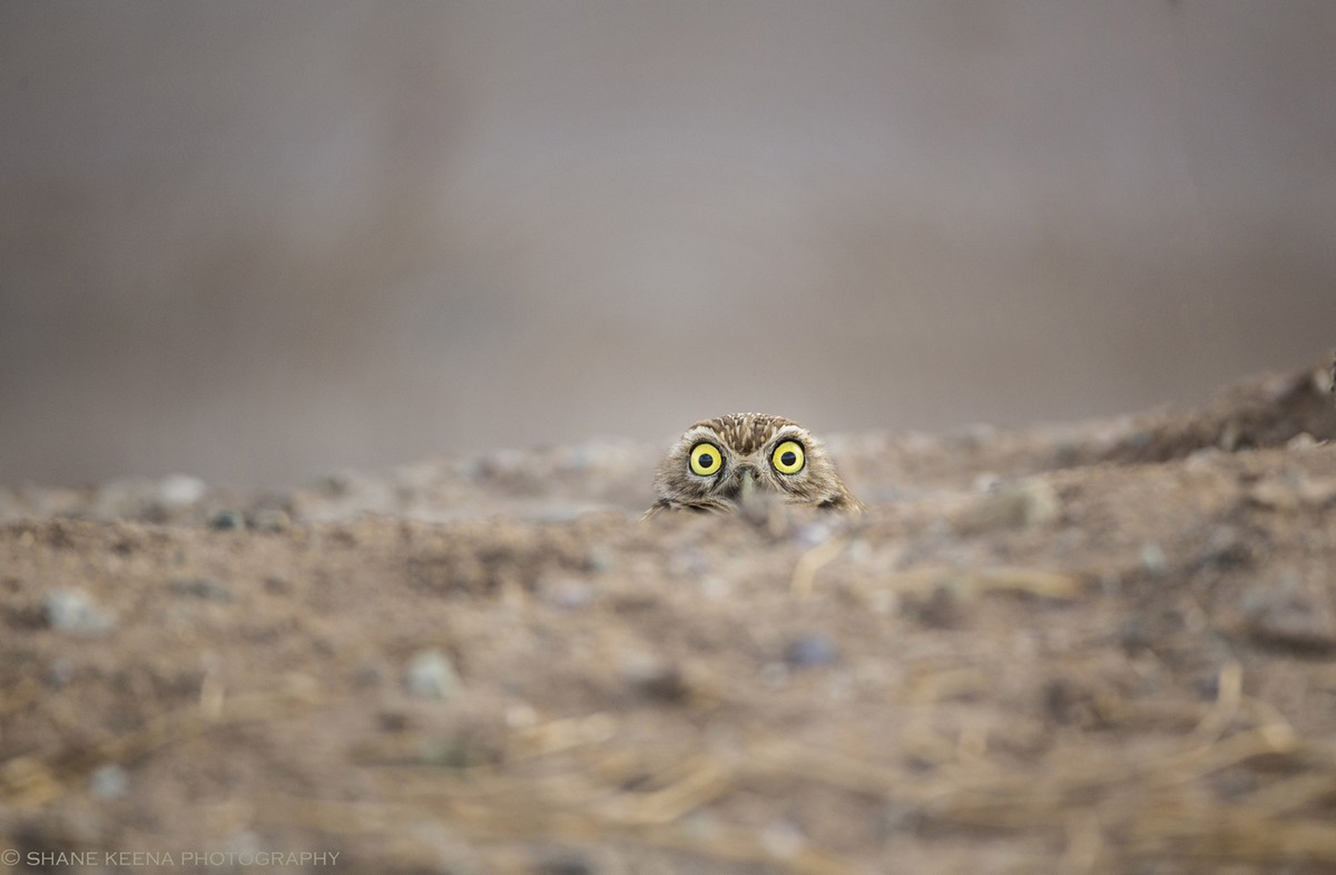 Comedy Wildlife Photography Awards 2018