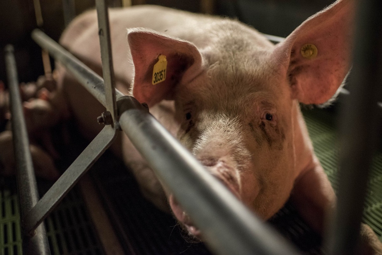 SOSpig, Essere Animali