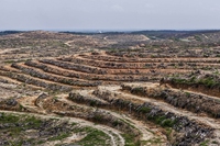 Dal Brasile alla Russia, la deforestazione nel mondo in tre mappe