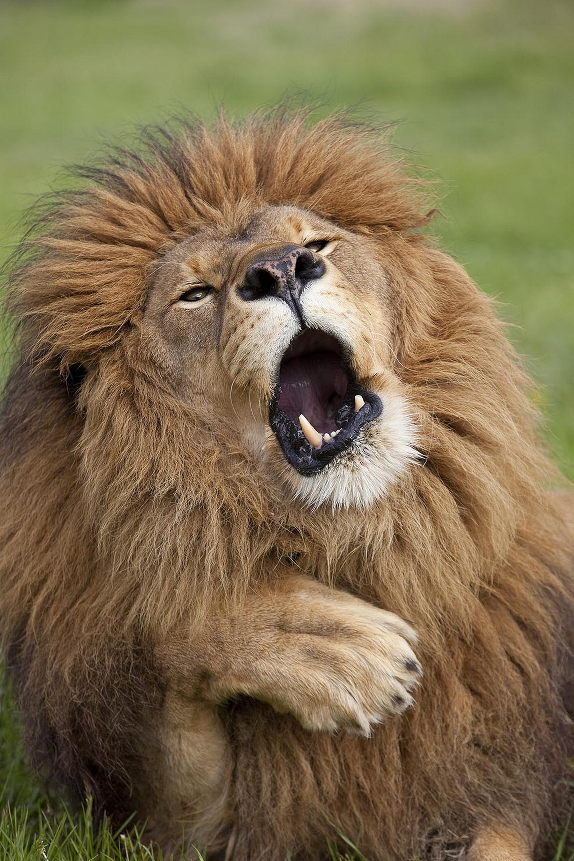 Lord of the jungle di Gill Merritt – Comedy wildlife photography awards