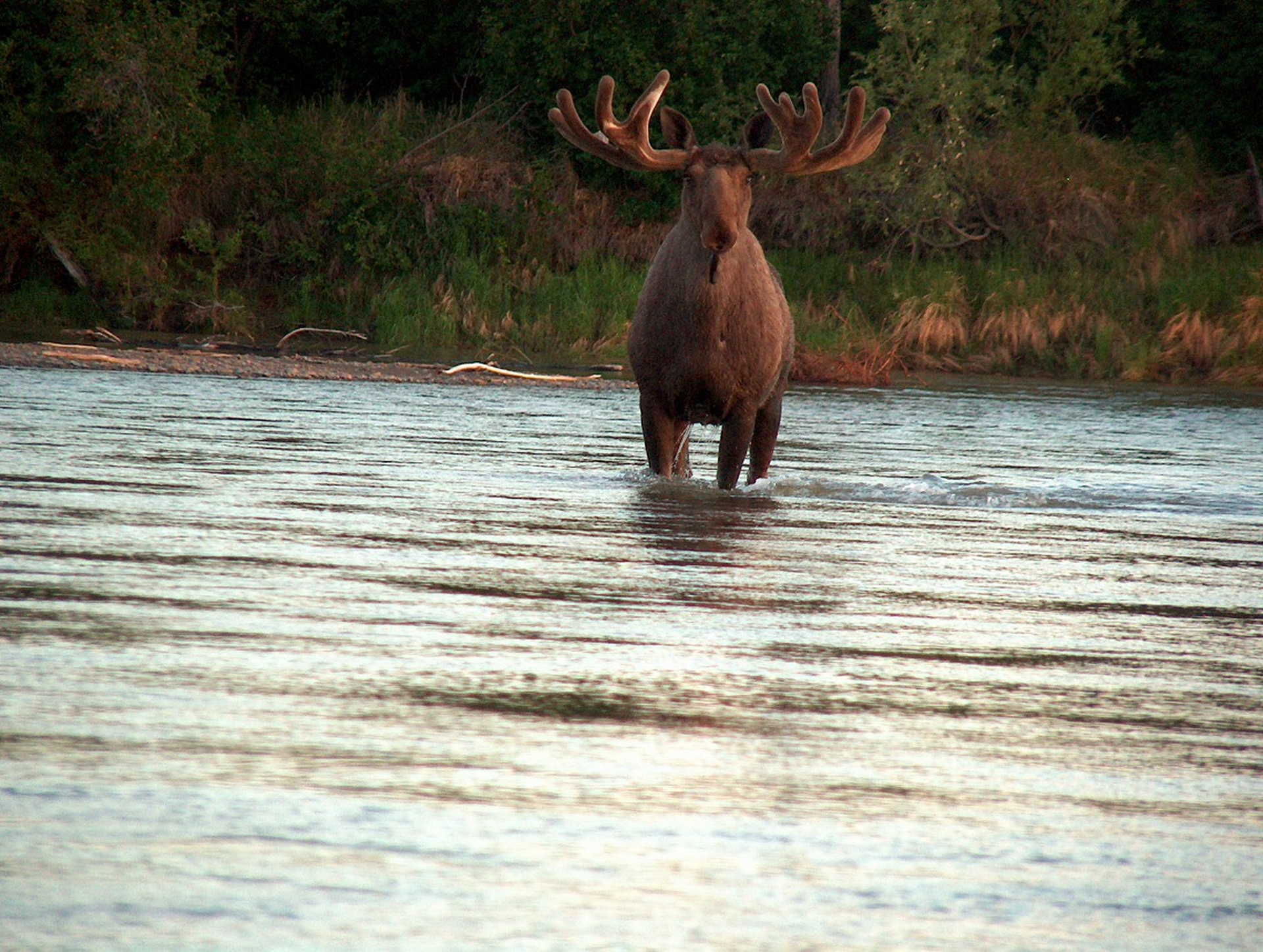 Elk in a river