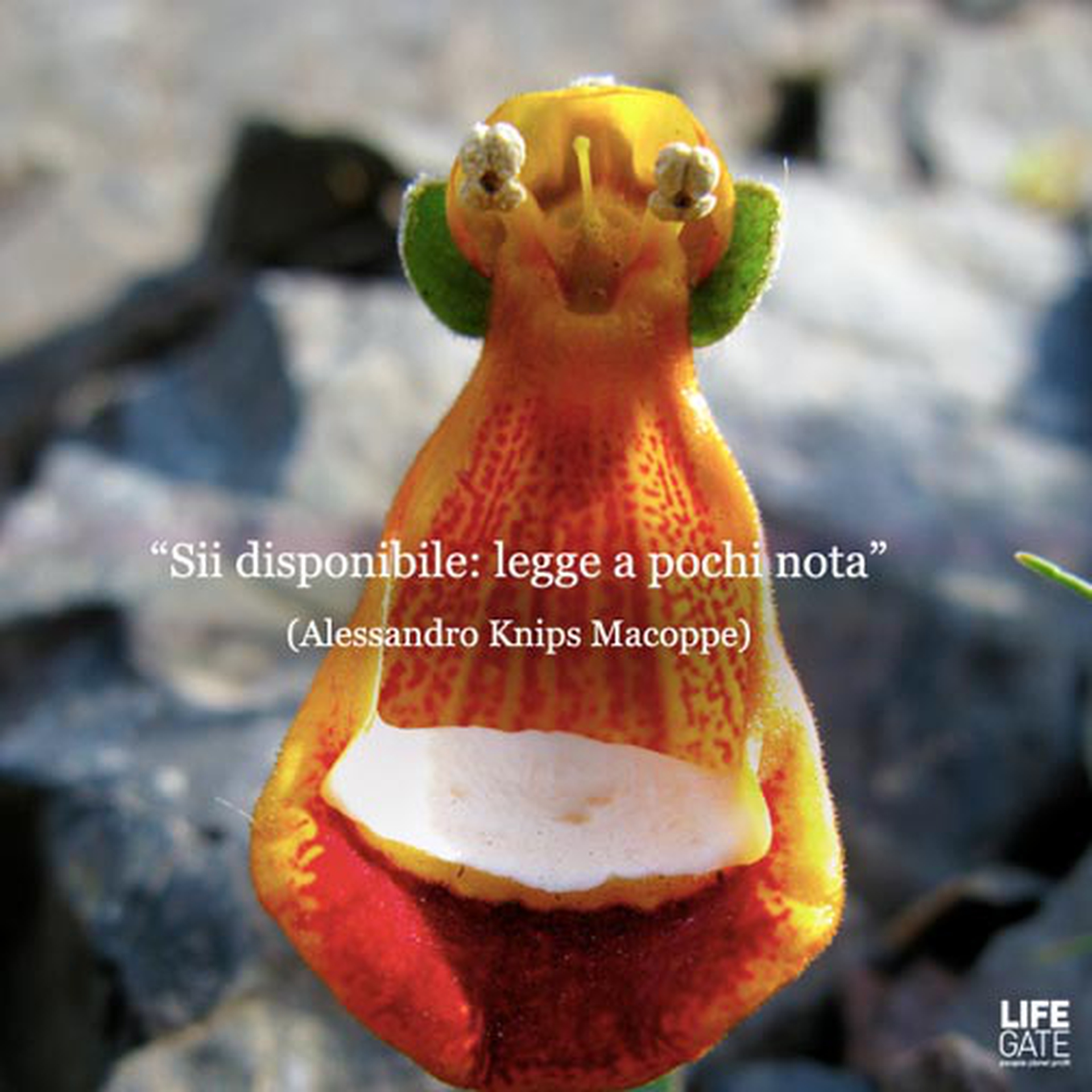 Le citazioni più belle per sempre - Alessandro Knips Macoppe