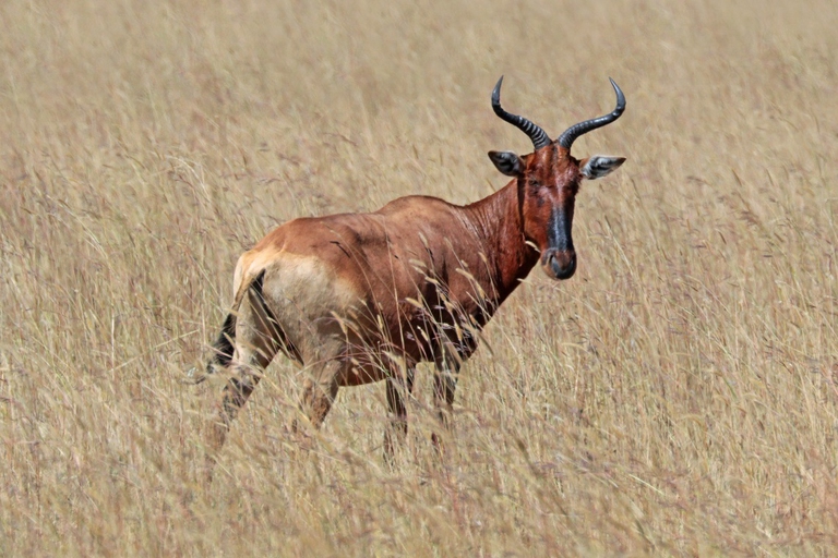 Alcelafo di Swayne mentre bruca